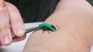Hormigas de bala dolorosas morder en el brazo