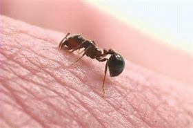 La diferencia entre hormiga y termita