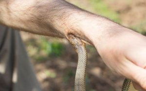 Una serpiente está mordiendo el brazo de un hombre