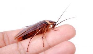 La Respuesta a una Pregunta Misteriosa… ¿Pueden Morder las Cucarachas?