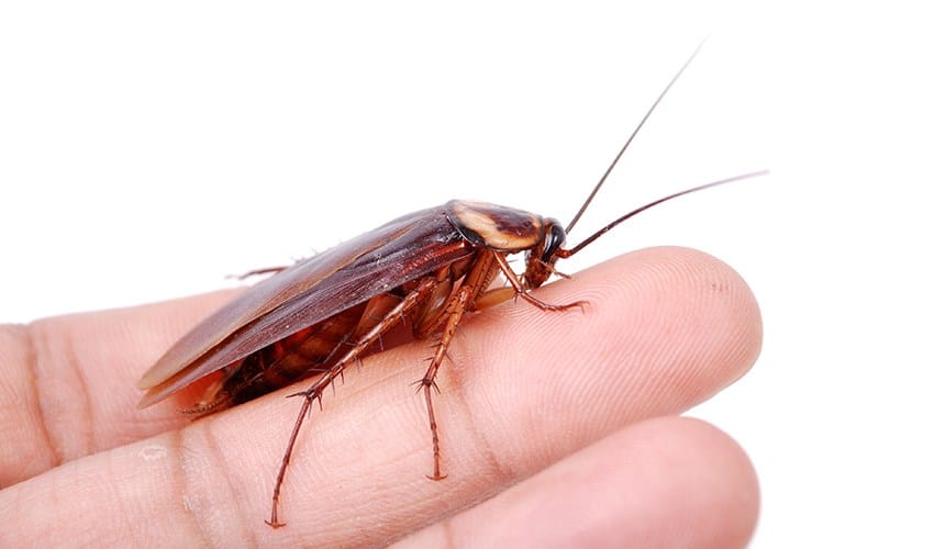 Una gran cucaracha en la mano de un humano