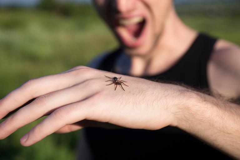 Mordida de araña de la espalda roja