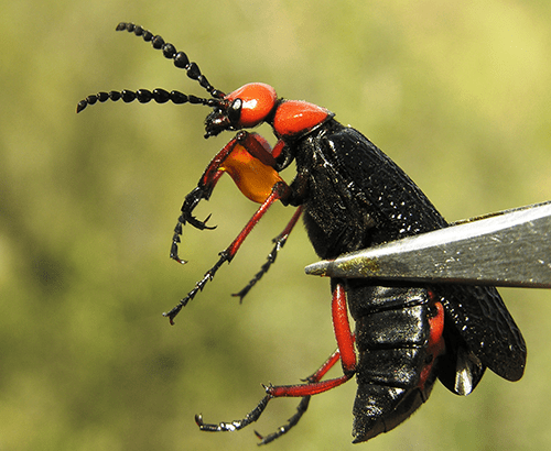 Todo lo que Necesitas Saber sobre las Picaduras de Escarabajos de Ampolla