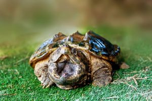 Mordeduras de Tortuga: 5 Pasos a Tomar Cuando las Tortugas Atacan