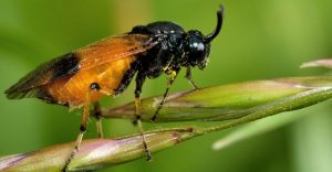 Una serrana en la familia Argidae, descansando sobre hierba.