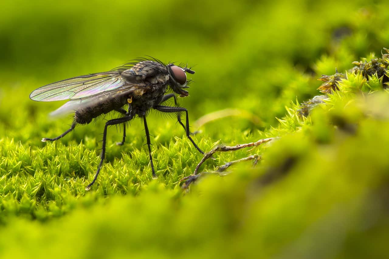 DIY Trampas de Mosca