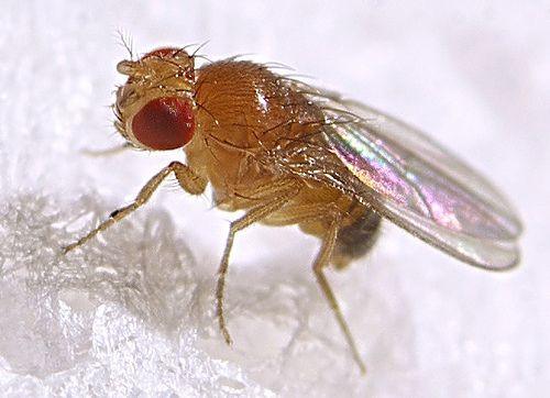 Moscas Frutales Contra Mosquitos: 4 Maneras de Matar Mosquitos & 3 Maneras de Matar Moscas de Fruta