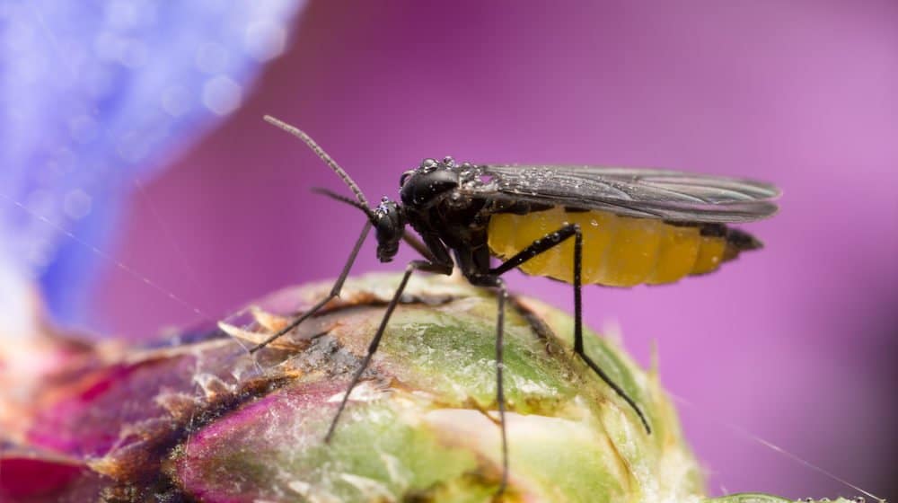 Un mosquito tumbado en una flor