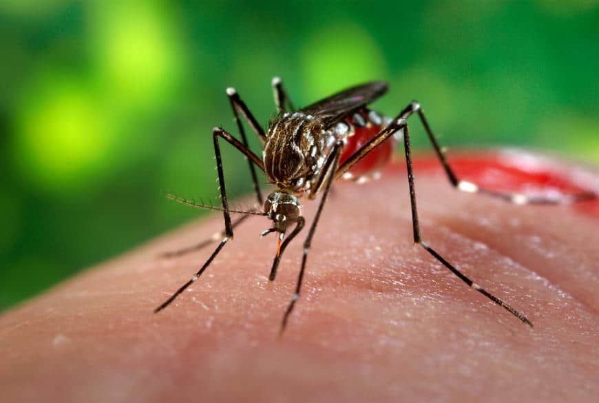 Un mosquito está chupando sangre en la piel humana