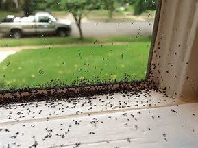 Mosquitos en la ventana del baño