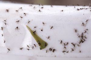 Auper Manera Fácil de Deshacerse de los Mosquitos en el Baño de Gira