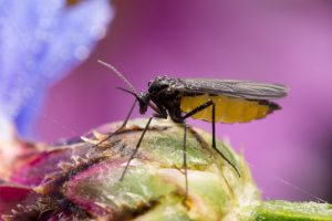 Goma de hongos con alas oscuras en el capullo de la flor en el fondo púrpura