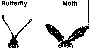 Moth vs Mariposa