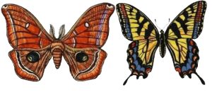 Polilla Vs Mariposa: Diferencias Físicas Básicas y 8 Hechos Fascinantes
