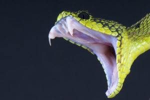 Primer plano de una serpiente con la boca grande abierta