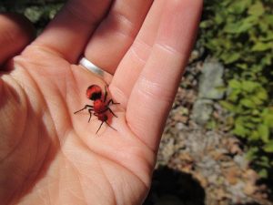 Hormiga de terciopelo rojo en la piel humana 