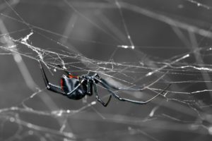 Mujer araña en descanso en web