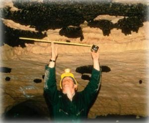 La técnica de inspección de murciélagos de Indiana en la Cueva de Ray: murciélagos de Indiana (y otras especies) cuelgan en racimos de techos de cuevas durante la hibernación. Este investigador está estimando el número de murciélagos hibernando.