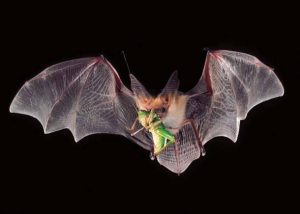 El murciélago de Indiana está comiendo un insecto mientras vuela sobre el negro.