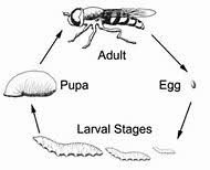 mostrando la imagen de la abeja negra