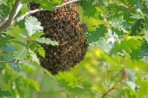 Nidos de Abeja en ramas de árbol