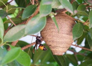 Nidos de Abeja en ramas de árbol