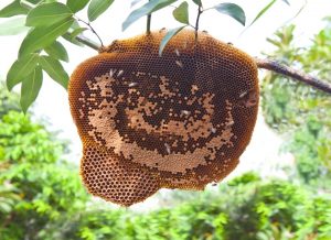 Nidos de Abeja en ramas de árbol