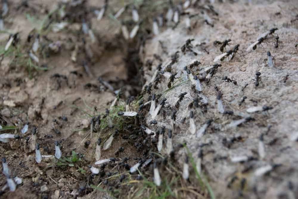 Grupo de hormigas voladoras alrededor de su área de nido