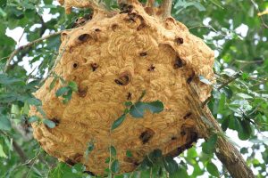 Nidos de Abeja en ramas de árbol