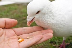 Un hombre está alimentando a una paloma blanca