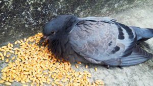 Una paloma está comiendo granos de trigo