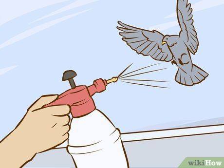 Soluciones para Deshacerse de las Palomas (Naturalmente y Rápido)