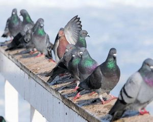 Grupo de palomas en el techo