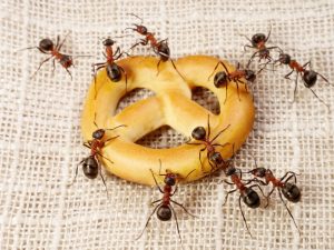 Grupo de hormigas están comiendo un pastel