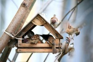 Pequeña casa de madera en el árbol que rodea por los gorriones de casa