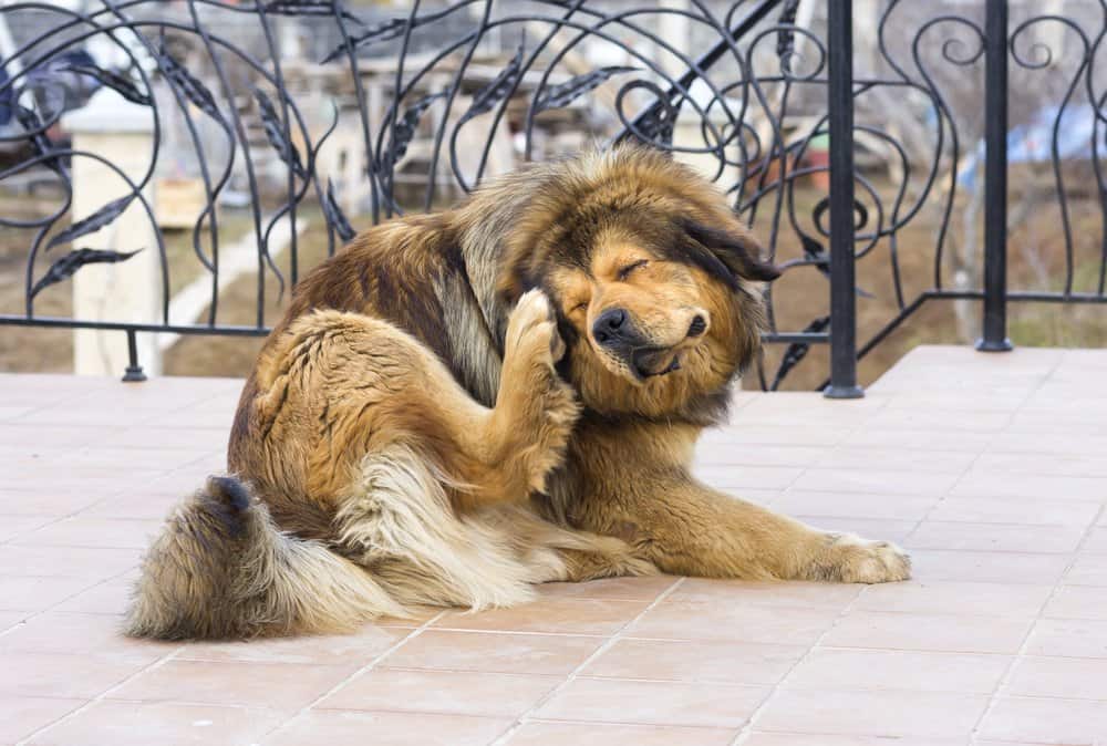 Un perro lindo se hace cosquillas a sí mismo