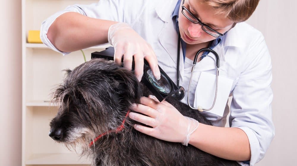 Un médico está examinando a un perro