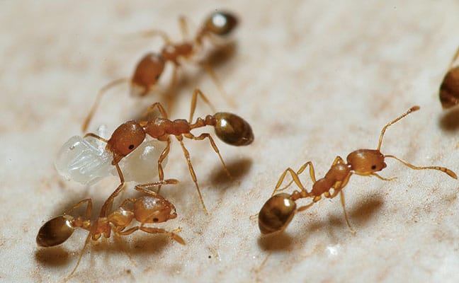 ¿Cómo Deshacerse de las Hormigas Faraón (y Mordeduras)?