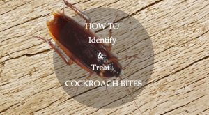 Guía Definitiva de la Picadura de Cucaracha: ¿Cómo Identificar y Tratar las Picaduras de Cucaracha (Naturalmente)?