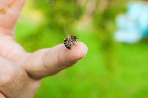 una abeja en el dedo humano