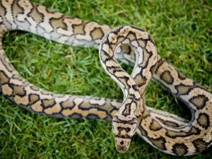 Primer plano de la serpiente Python manchada