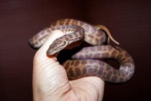 La mano del hombre sosteniendo una serpiente Python para niños
