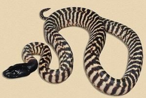La serpiente Python de cabeza negra local