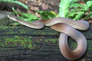 Serpiente de pitón de oliva rodando en el árbol