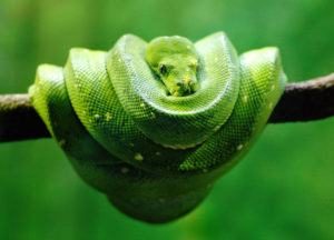 Árbol verde Python serpiente rodar sí mismo en el árbol