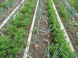 Plantas de acompañamiento en el jardín