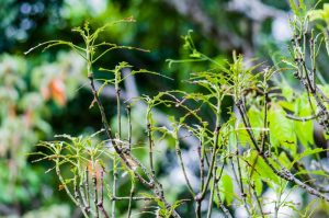 Plantas verdes en la naturaleza