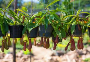 Plantas carnívoras