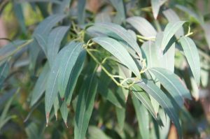 Plantas verdes fuera