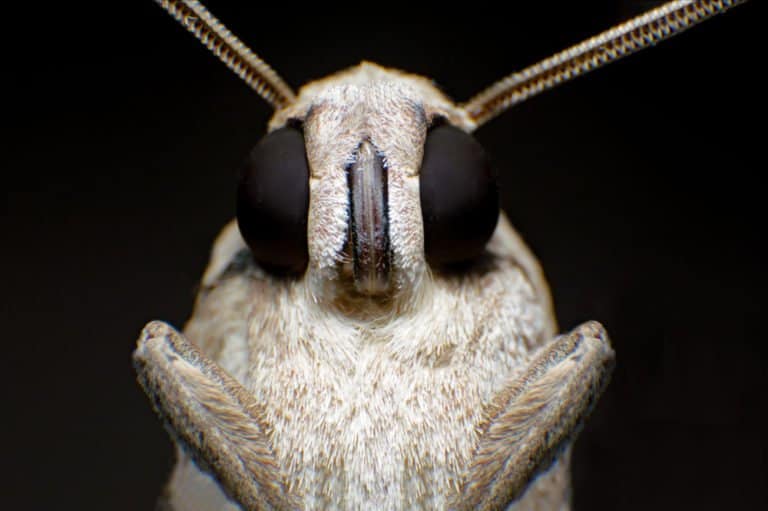 una sola polilla gitana sobre fondo oscuro